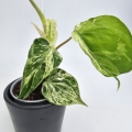 Philodendron hederaceum var. Oxycardium