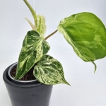 Philodendron hederaceum var. Oxycardium