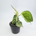 Philodendron hederaceum var. Oxycardium