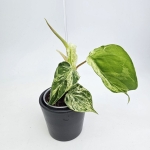 Philodendron hederaceum var. Oxycardium