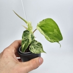 Philodendron hederaceum var. Oxycardium