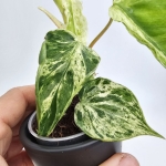 Philodendron hederaceum var. Oxycardium