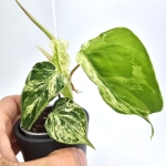 Philodendron hederaceum var. Oxycardium