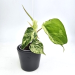Philodendron hederaceum var. Oxycardium