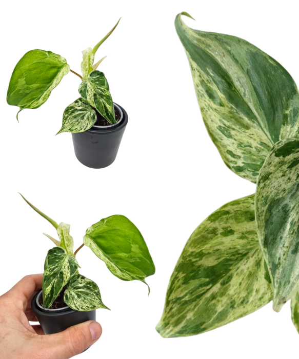 Philodendron hederaceum var. Oxycardium