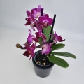 Phalaenopsis Purple Princess