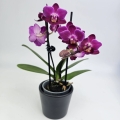Phalaenopsis Purple Princess