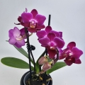 Phalaenopsis Purple Princess