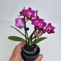 Phalaenopsis Purple Princess