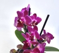 Phalaenopsis Purple Princess