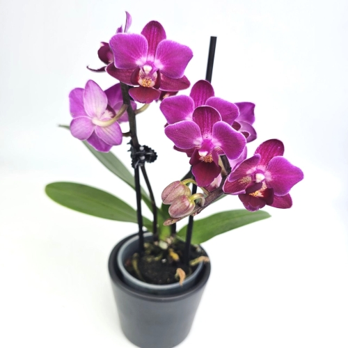 Phalaenopsis Purple Princess