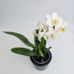 Phalaenopsis Storczyk Soft Cloud