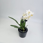 Phalaenopsis Storczyk Soft Cloud