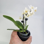 Phalaenopsis Storczyk Soft Cloud