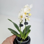 Phalaenopsis Storczyk Soft Cloud