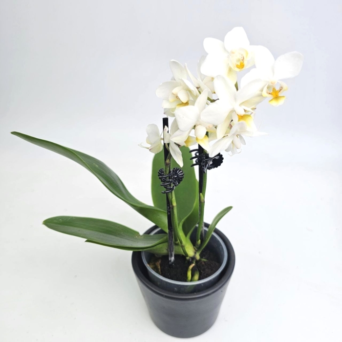 Phalaenopsis Storczyk Soft Cloud