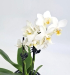 Phalaenopsis Storczyk Soft Cloud