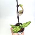 Paphiopedilum_1