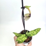 Paphiopedilum_1