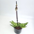 Paphiopedilum _1