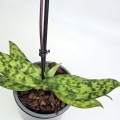 Paphiopedilum_1