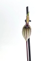 Paphiopedilum _1