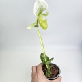 Paphiopedilum_2