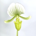 Paphiopedilum_2
