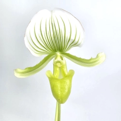 Paphiopedilum mix