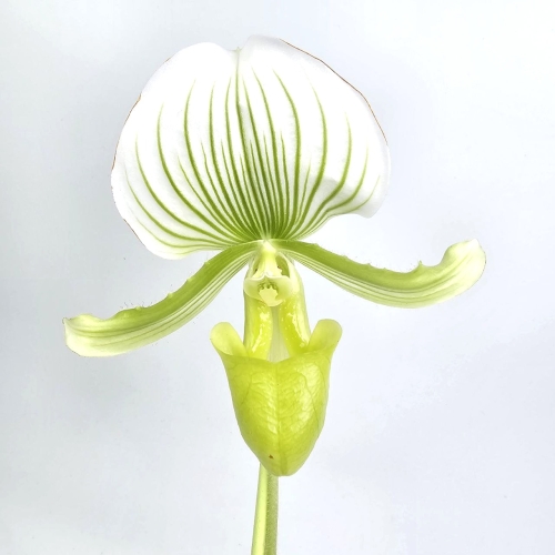 Paphiopedilum_2