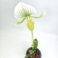 Paphiopedilum_2