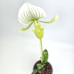 Paphiopedilum_2