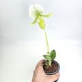 Paphiopedilum_2