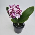 Phalaenopsis Storczyk Iconia