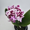 Phalaenopsis Storczyk Iconia
