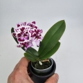 Phalaenopsis Storczyk Iconia