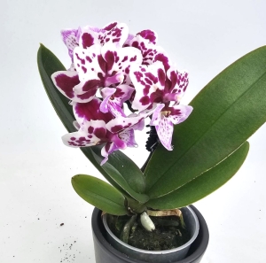 Phalaenopsis Storczyk Iconia