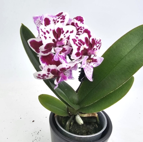 Phalaenopsis Storczyk Iconia