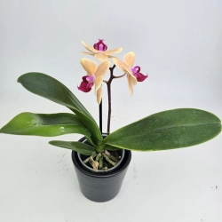 Phalaenopsis Storczyk Sunny Smell