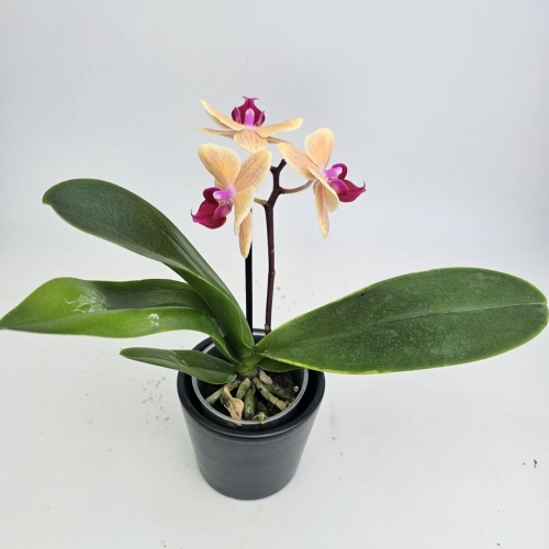 Phalaenopsis Storczyk Sunny Smell