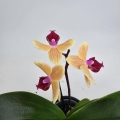 Phalaenopsis Storczyk Sunny Smell