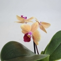 Phalaenopsis Storczyk Sunny Smell