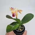 Phalaenopsis Storczyk Sunny Smell
