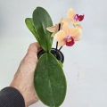 Phalaenopsis Storczyk Sunny Smell