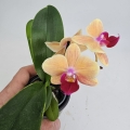 Phalaenopsis Storczyk Sunny Smell