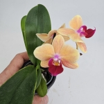 Phalaenopsis Storczyk Sunny Smell