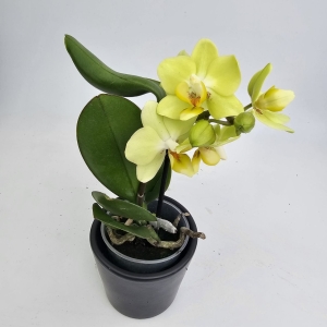 Phalaenopsis Storczyk Sunny