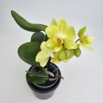 Phalaenopsis Storczyk Sunny