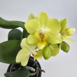Phalaenopsis Storczyk Sunny
