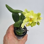 Phalaenopsis Storczyk Sunny